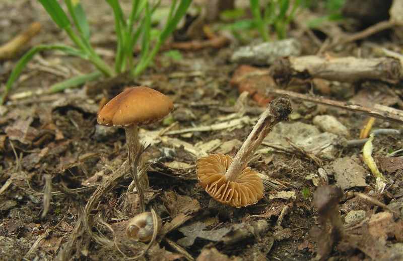 Pholiotina sp. (cfr. Conocybe aporos)
